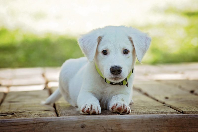 Animais de estimação