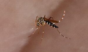 Mosquito da dengue - mão Riselda Morais