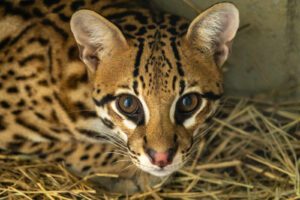 Jaguatirica - Zoo SP