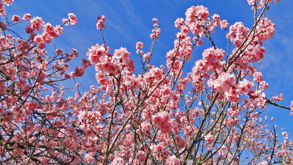 Cerejeiras Parque do Carmo sites - Foto Riselda Morais