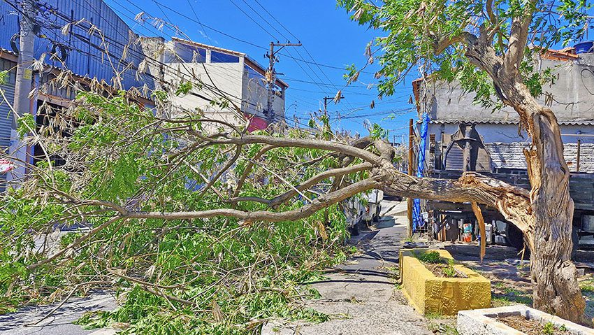 Arvore caída site- Foto Riselda Morais